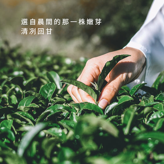 【台灣原葉茶】嫩芽龍井綠茶-金五春職人茶/三角立體茶包